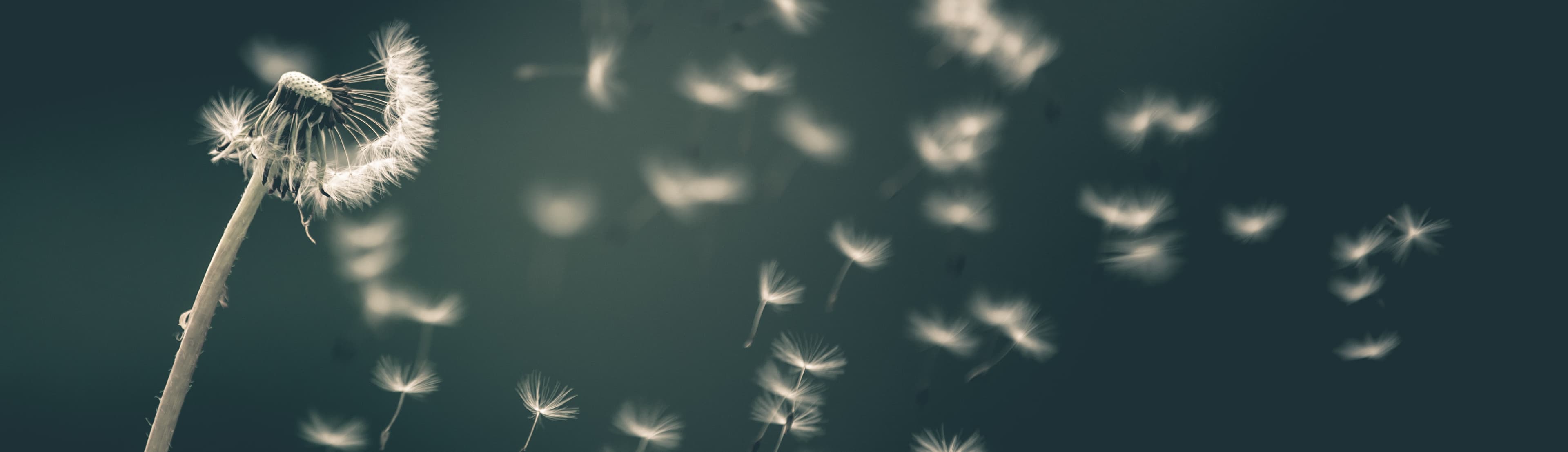 Dandelion seeds blowing in the wind. Photo credit to Saad Chaudhry on Unsplash.